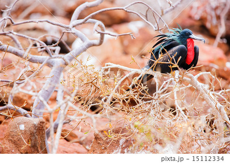 Male magnificent frigatebird 15112334
