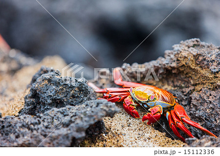 Sally lightfoot crab 15112336