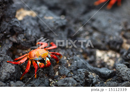 Sally lightfoot crab 15112339