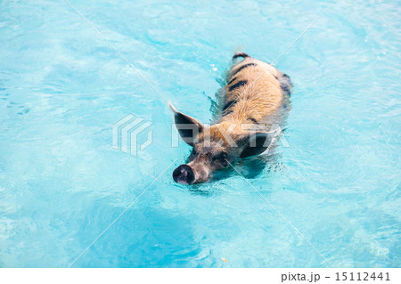 Swimming pigs of Exumas Swimming pigs of Exumas 15112441