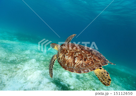 Hawksbill sea turtle Hawksbill sea turtle 15112650