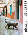 Cat in Manarola village in Cinque Terre 15112856