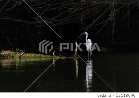 Little egret (Egretta garzetta) 15113040