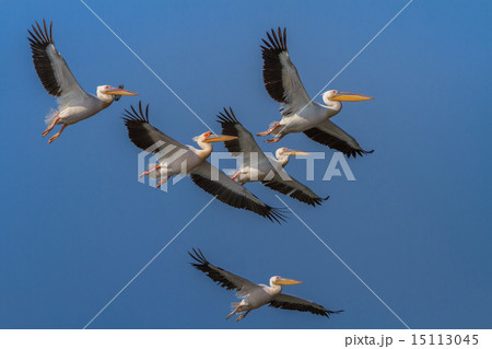 white pelicans (pelecanus onocrotalus) white pelicans (pelecanus onocrotalus) 15113045