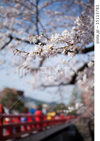 飛騨高山 中橋 桜 15113783