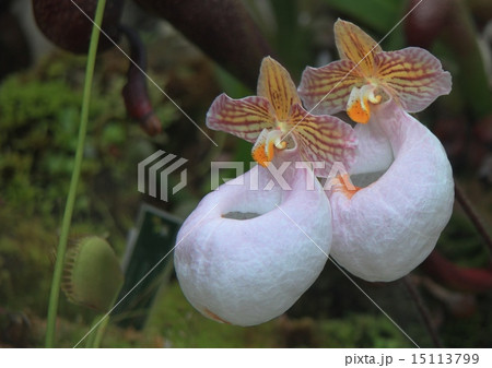 仲良しツーショット 15113799