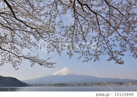 桜　春霞 15113840