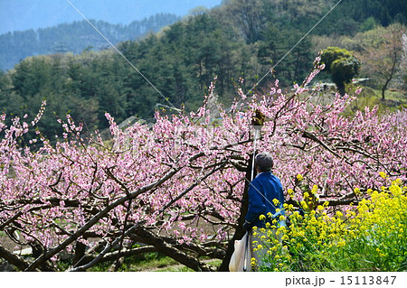 桃の花 受粉 桃の花 受粉 15113847
