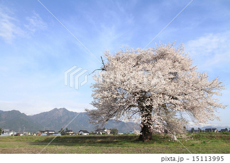 長野県大町市　須沼の一本桜 15113995