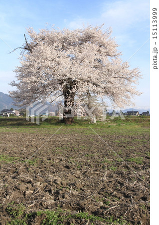 長野県大町市　須沼の一本桜 15113999
