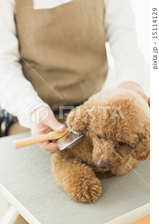 トリマー・獣医 トリマー・獣医 15114129