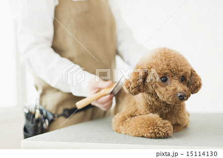 トリマー・獣医 15114130