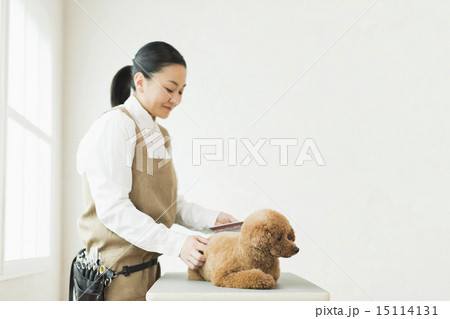 トリマー・獣医 15114131
