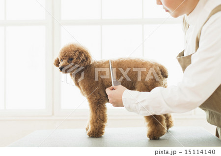 トリマー・獣医 15114140