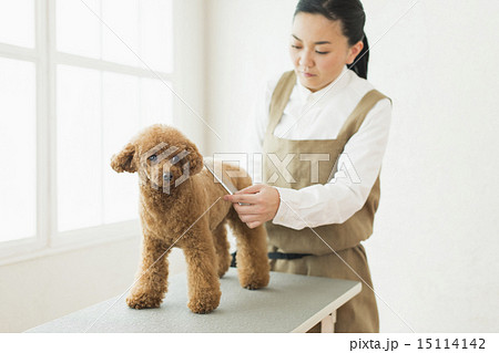 トリマー・獣医 15114142