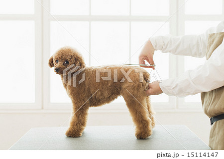 トリマー・獣医 トリマー・獣医 15114147