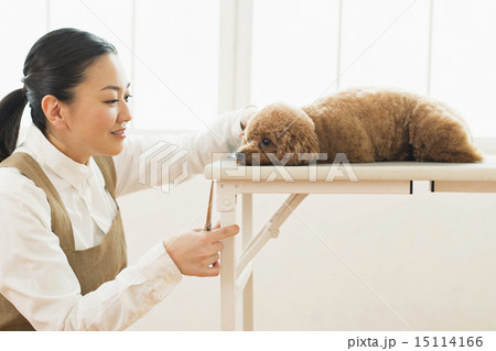 トリマー・獣医 15114166