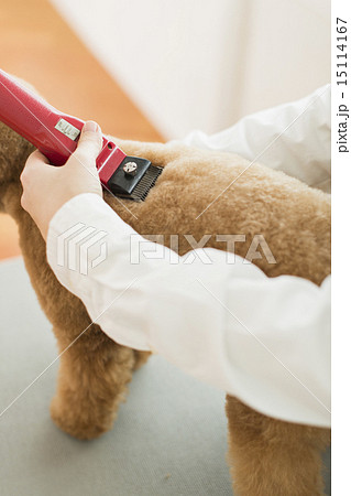 トリマー・獣医 15114167