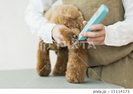トリマー・獣医 15114173