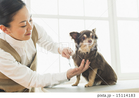 トリマー・獣医 15114183