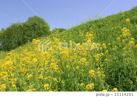 菜の花と青空2 15114201
