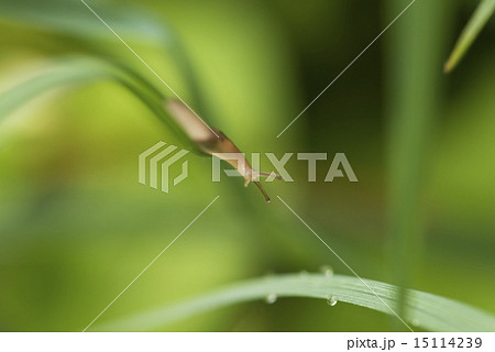 庭のナメクジ  15114239