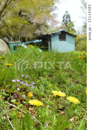 野原･タンポポ･民家（観音山･中腹／埼玉県小鹿野町） 15114383