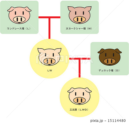 三元豚交配図(かわいい版) 三元豚交配図(かわいい版) 15114480
