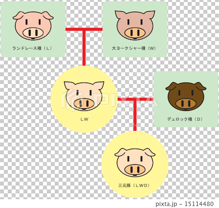 三元豬交配圖(可愛版) 三元豬交配圖(可愛版) 15114480