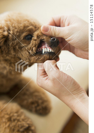 トリマー・獣医 トリマー・獣医 15114578