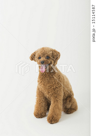 トリマー・獣医 15114587