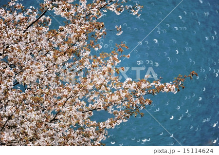 湖畔に咲く桜 15114624