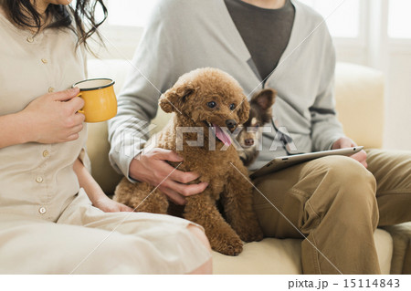 トリマー・獣医 15114843