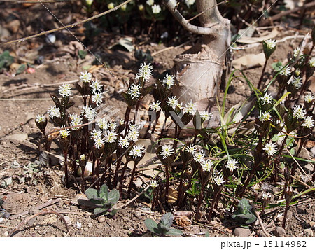 ヒトリシズカ　（埼玉県深谷市） 15114982