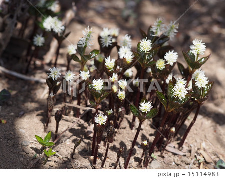 ヒトリシズカ　（埼玉県深谷市） 15114983