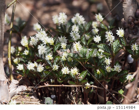 ヒトリシズカ (埼玉県深谷市) ヒトリシズカ (埼玉県深谷市) 15114984