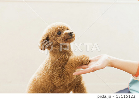 トリマー・獣医 15115122