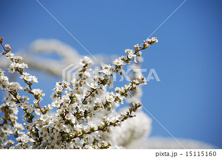 ユキヤナギ ユキヤナギ 15115160