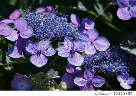 萼紫陽花 パープルの装飾花に青い花の写真素材