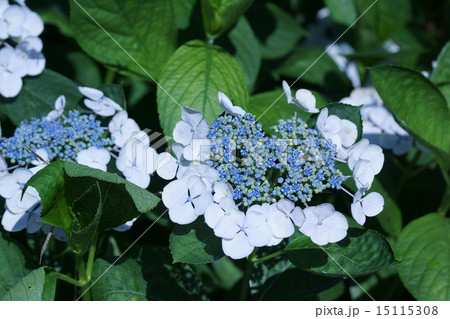 萼紫陽花 白い装飾花に青い花の写真素材