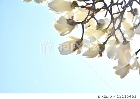 ハクレン 15115463