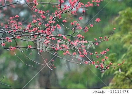 ハナノキ　の開花 15115478