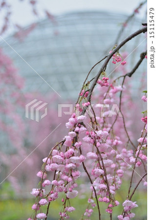 雨の枝垂桜 雨の枝垂桜 15115479
