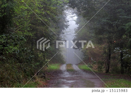 雨の雑木林 15115983