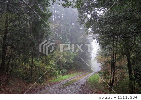 雨の猿投の森 15115984