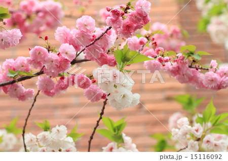 桜の花 桜の花 15116092