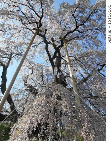 三春滝桜 三春滝桜 15116101