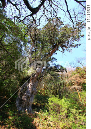 屋久島　縄文杉 15116353