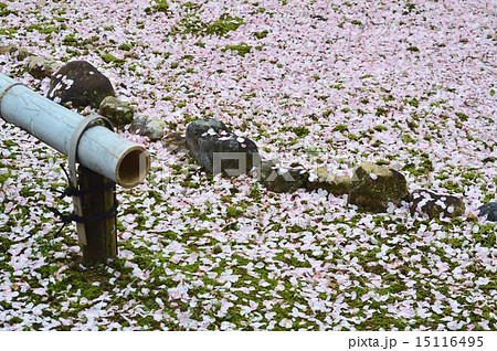 散り桜 15116495