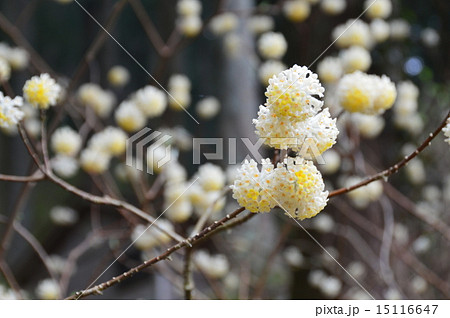 ミツマタの花（埼玉県東秩父村） 15116647